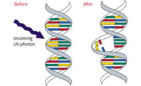 Double Helix DNA Strand