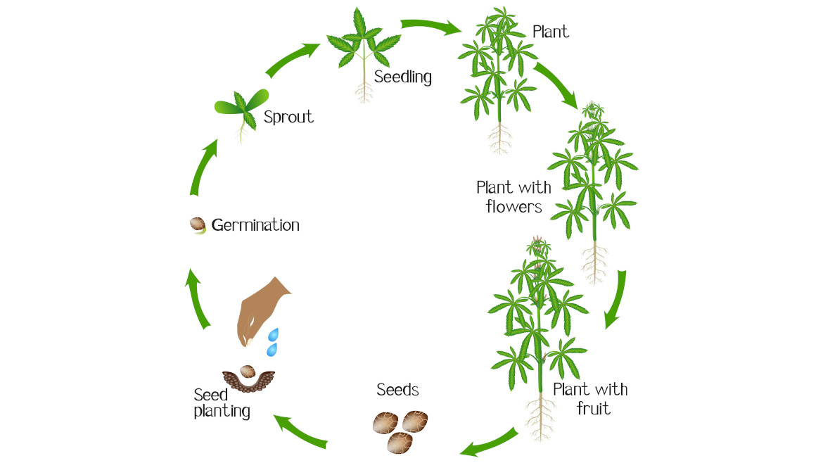 Cannabis Growth Cycle