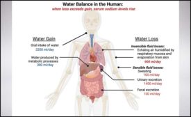 water balance in the human