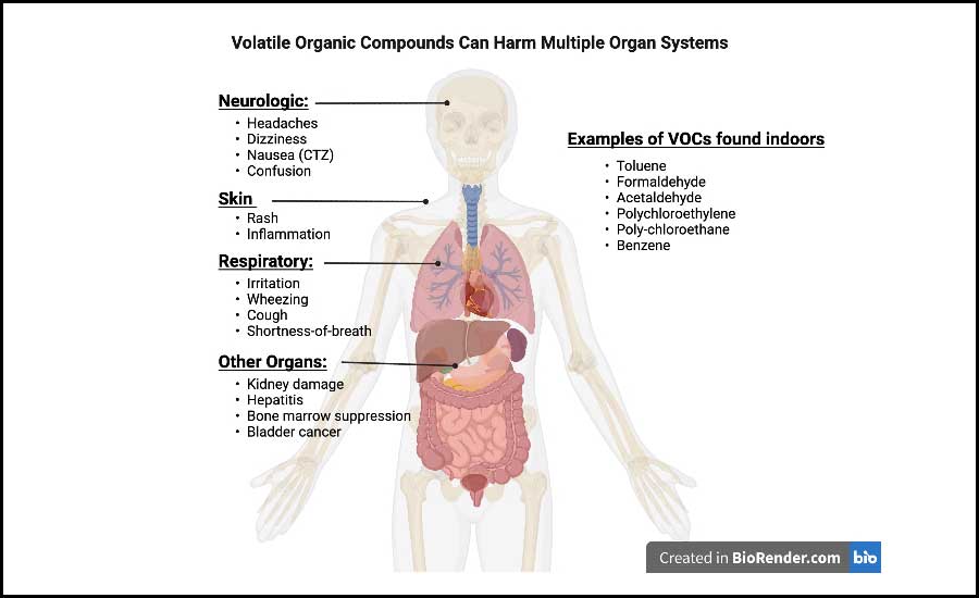 Human Internal Organs